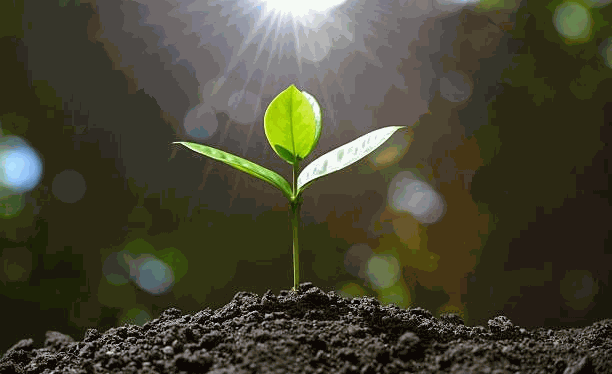 Odoo • Texte et Image